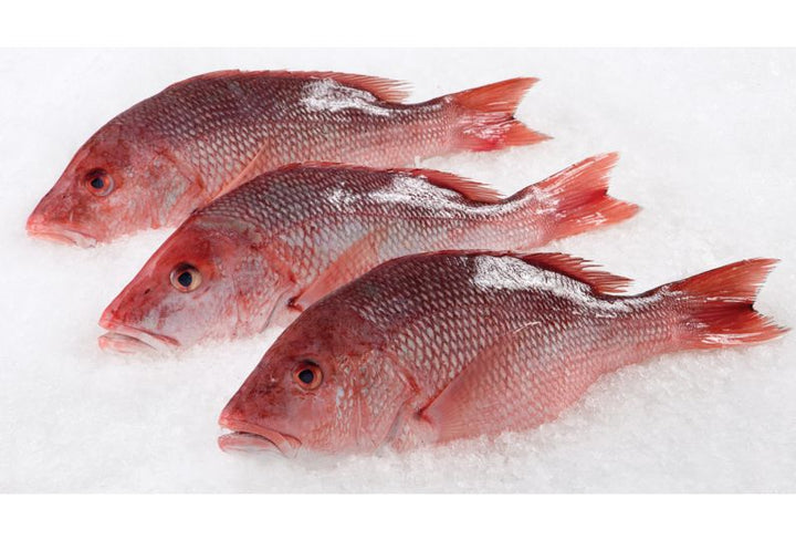 Frozen Clean Red Snapper 3/4-1 WGGS 10LB