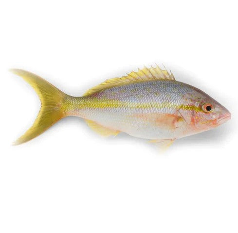 Frozen Clean Red Snapper 3/4-1 WGGS 10LB – Golden Supplies Ltd